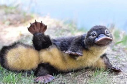 娱乐吃瓜酱鸭嘴兽,娱乐吃瓜酱的趣味揭秘之旅