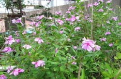 花草养殖网sxklf,全方位花草养殖知识宝库