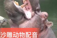 搞笑动物配音,动物搞笑配音的创意演绎与欢乐传递
