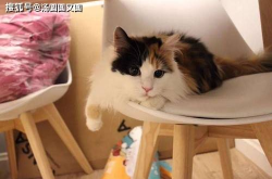 三花猫的两个老公娱乐吃瓜酱,两个老公的娱乐吃瓜日常